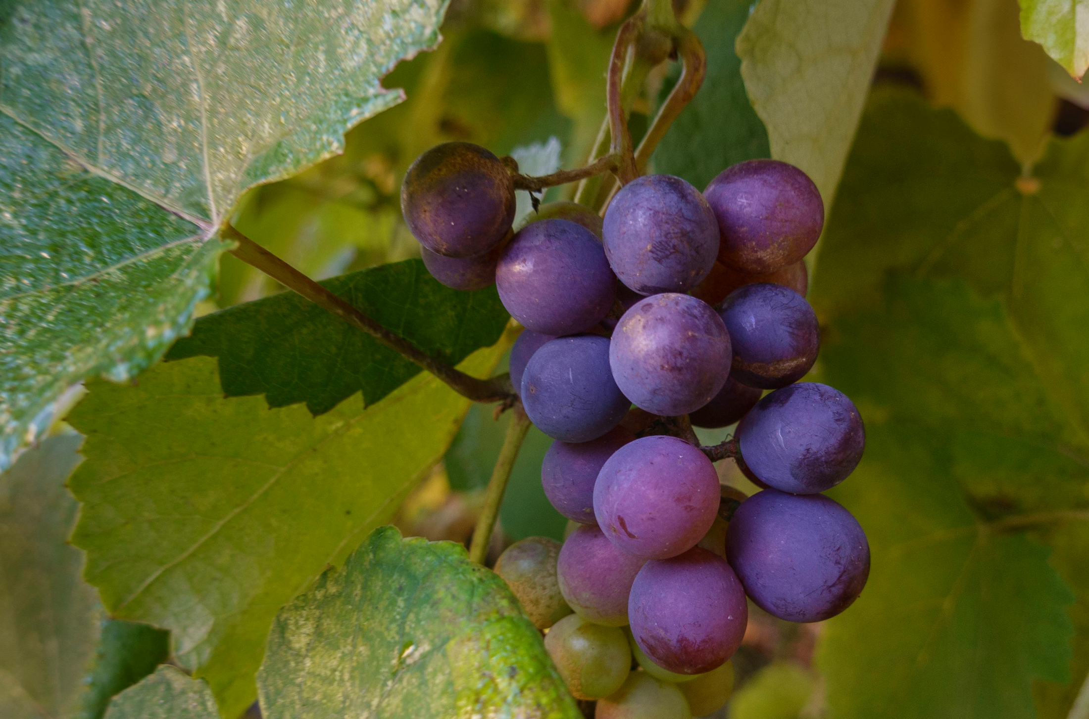 Rote Weinbeeren