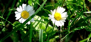 Gänseblümchen