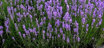 Lavendel