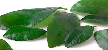 Limettenblätter