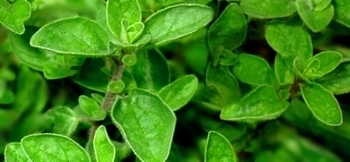 Oregano
