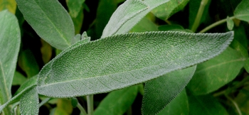 Salbei