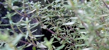 Thymian