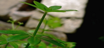 Waldmeister